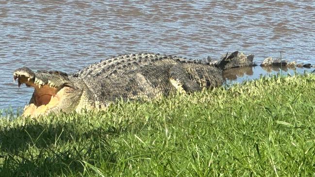 A 3.6m saltie spotted at Cordelia in the Herbert River. Picture: Craig Hartman