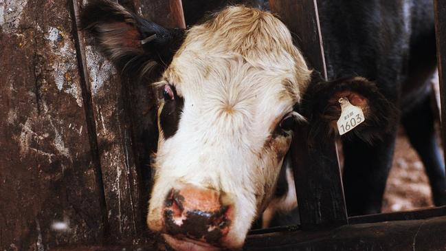 More than $500,000 worth of cattle have been stolen during the crippling drought.