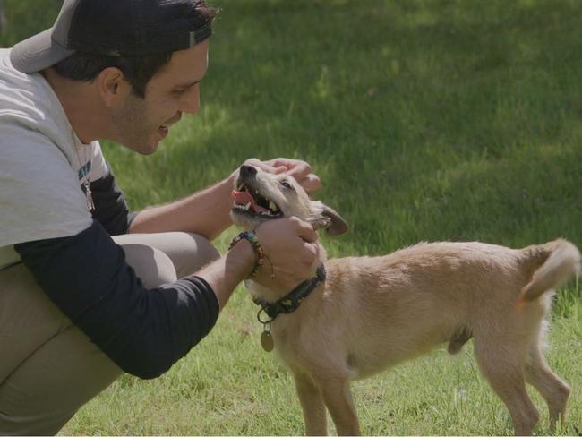 Milo, the five-year-old Jack Terrier is back with his owner Jason Whatnall in the UK.