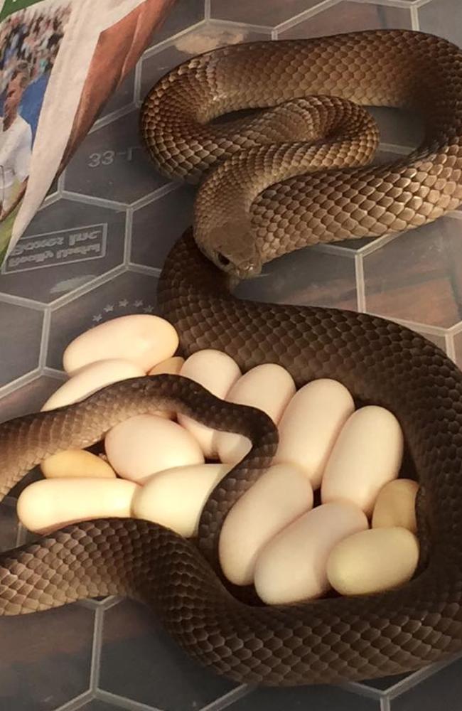 This eastern brown snake was found under a fridge in Moana. It was removed and later gave birth to these 14 eggs at another location. Picture: Snake Catchers Adelaide