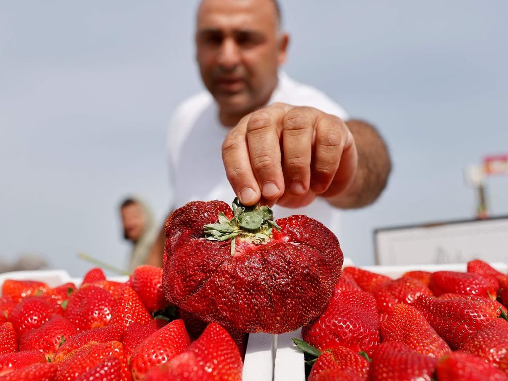 Israeli farmer Chahi Ariel displays the 289g strawberry found in his field a year ago, which has set a new Guinness World Record for the heaviest strawberry. Picture: AFP