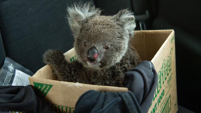 The joey gets ferried to Kangaroo Island Wildlife Park. Picture: Brad Fleet