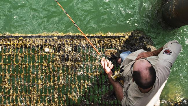 Land based fishos continue to fish close to the water’s edge despite despite the presence of the croc. Picture: Michael Franchi