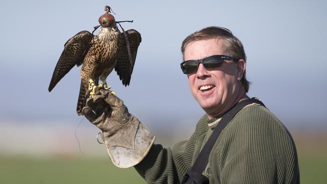 Paul Willcock with his peregrine falcons. Picture: Matt Turner