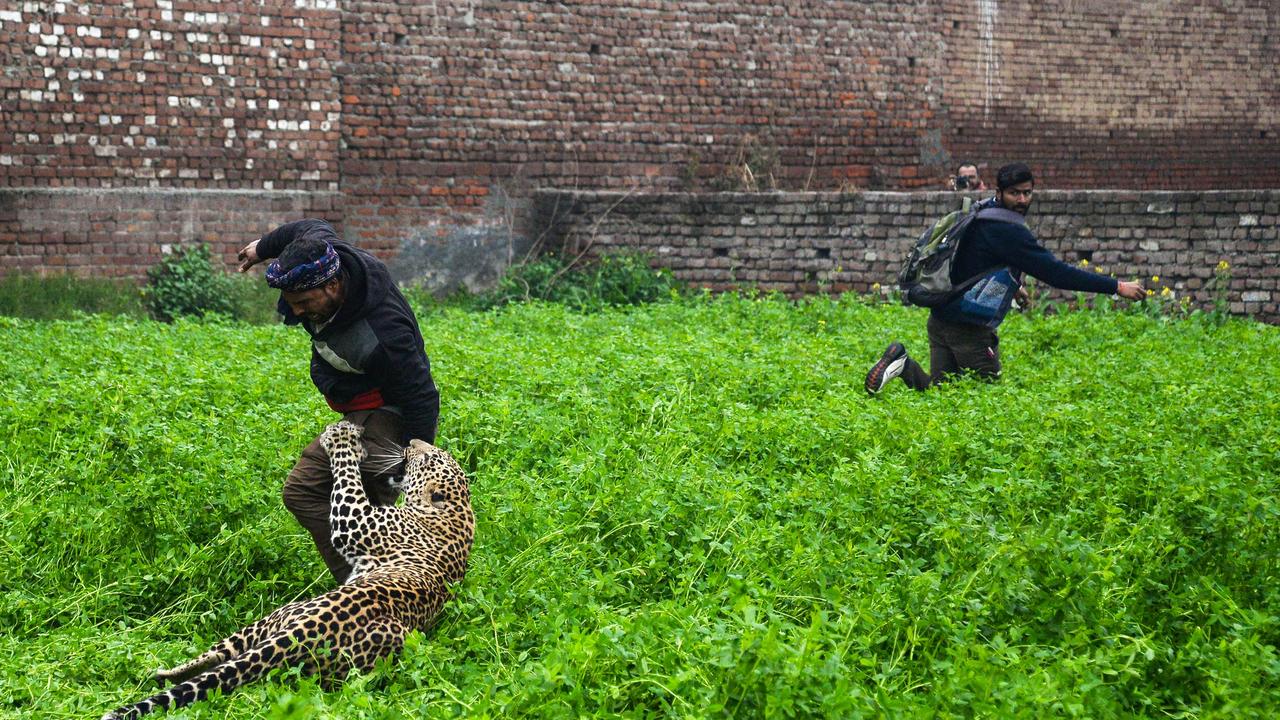 The leopard was first spotted in a house. Picture: AFP