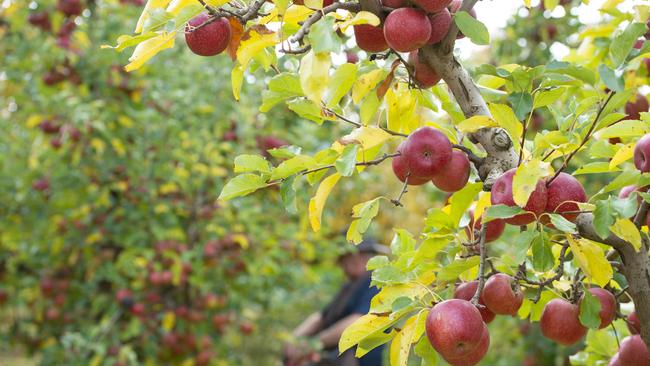 NEWS: FRUIT PICKINGSidney Aspland has been training young people in fruit picking, for the Pick Shepp program which is aiming to attract more people to the sector. He reckons Vic Govt's sign-on bonus has been working well.PICTURED: Generic apple orchard. Generic picking.PHOTOGRAPHER: ZOE PHILLIPS