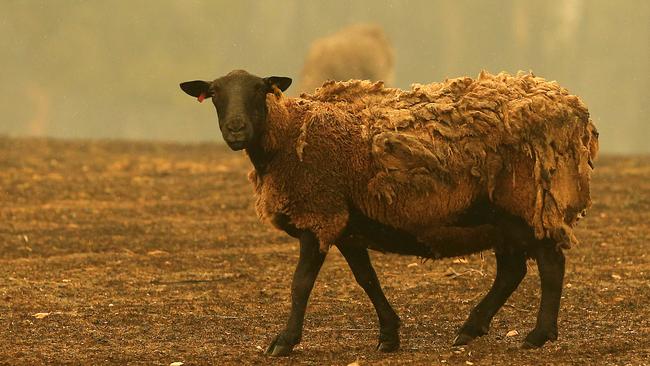 Sheep in a burnt field in Clifton Creek in fire-ravaged East Gippsland. Picture: Mark Stewart