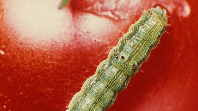 A hungry tomato grub, or budworm, bores into the fruit.