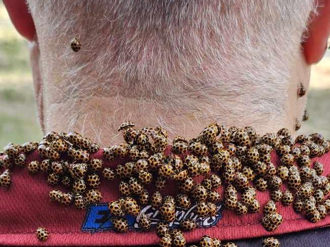 Hoards of Ladybirds in Mount Gambier , South Australia . Picture: Darren Archibald