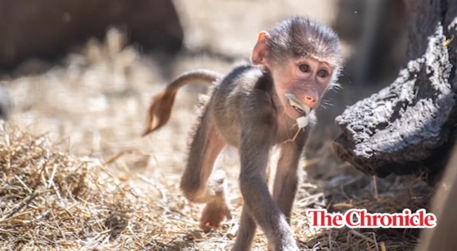 Baby hamadrya baboon at the Darling Downs Zoo