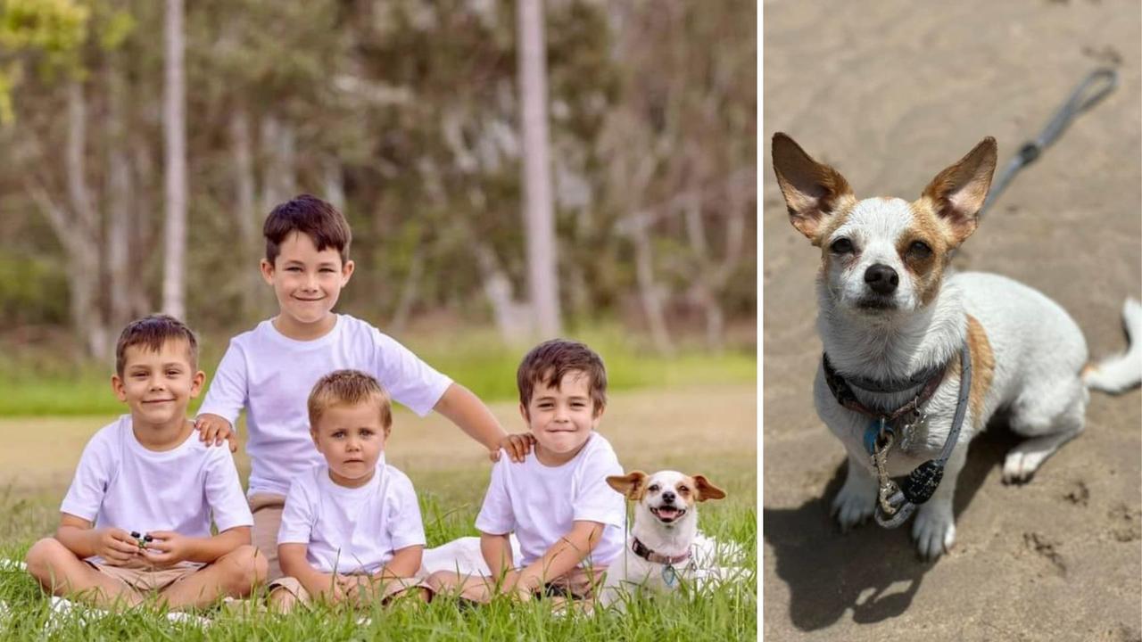 Tiddah: Katrina Iszlaub's 3 year old Chihuahua x Pictured with Katrina's grandsons.