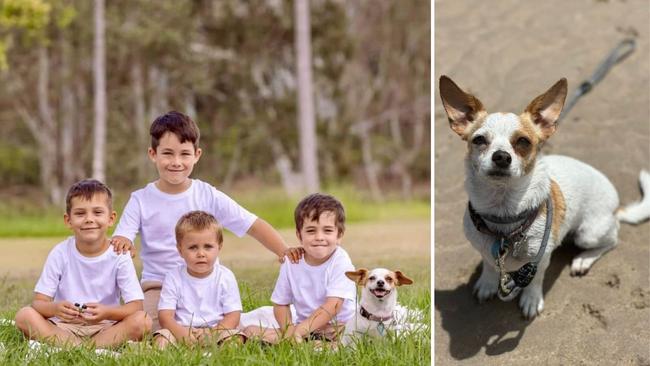 Tiddah: Katrina Iszlaub's 3 year old Chihuahua x Pictured with Katrina's grandsons.