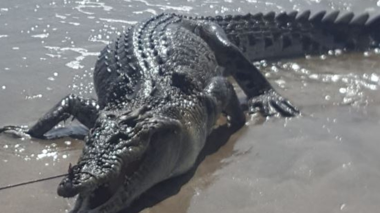 Giant crocodile washes up on Bali's busy Padma Beach in rare event |  news.com.au — Australia's leading news site