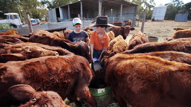 James (left) and Harrison O'Brien feed grain to hungry calves at the family’s drought-ravaged farm in Five Ways in the middle of NSW. Picture: Sam Ruttyn