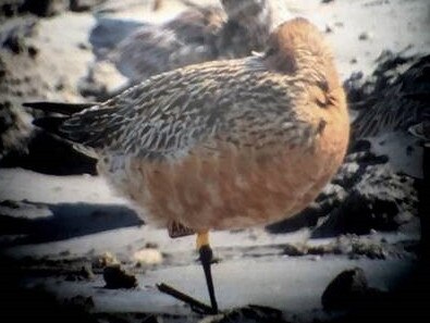 Go-Go Godwit’s latest sighting reveals his distinctive yellow tag. Picture: Adrian Boyle