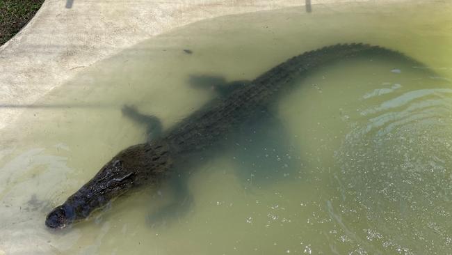 The largest removed crocodiles this year Mowbray was the 4.3m croc removed last Sunday.