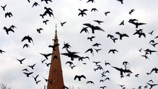  A big flock of pigeons fly past St Paul's Cathedral in Melbourne. 