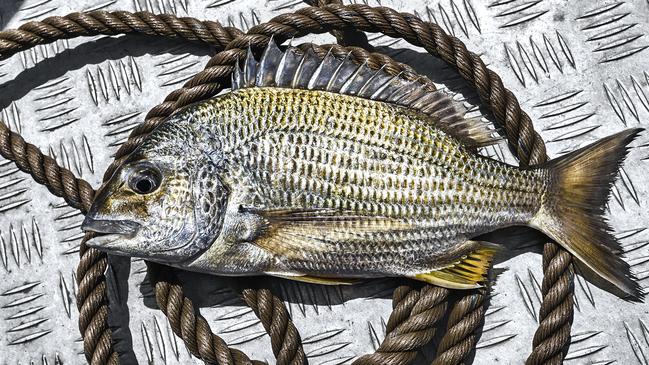 A medium sized yellowfin bream with rope on the boat deck. Picture: Urs Buhlman