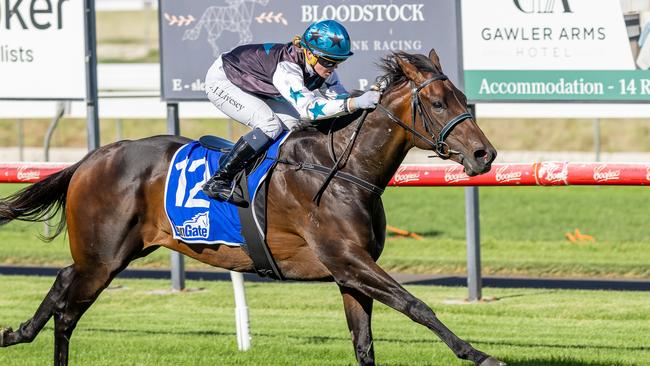 Alana Livesey pilots Billie Bronx to victory at Gawler last start. Picture: Makoto Kaneko