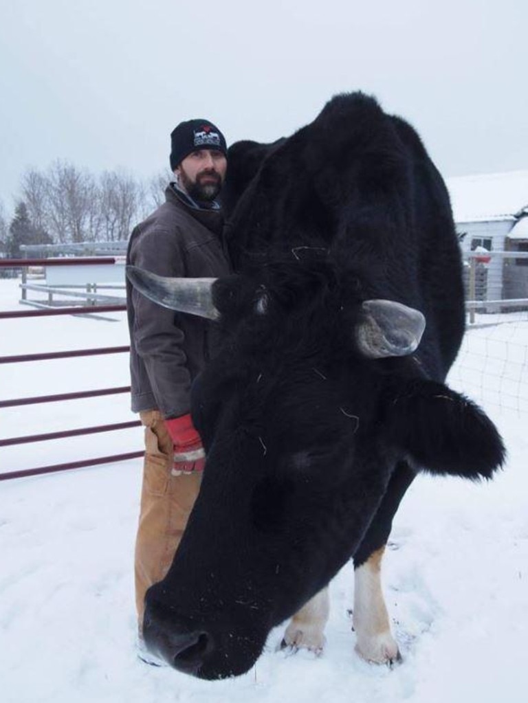 The Canadian steer Dozer. Picture: Facebook