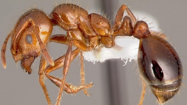 Red imported fire ants could spread as far as Far North Queensland by 2035 unless funding for existing eradication programs is increased. Photos: Invasive Species Council