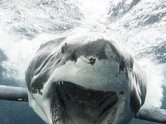 ONE TIME WEB USE ONLY - FEE APPLIES FOR REUSE -  Pic from Kane Overall/ Magnus News. Pic shows a great white shark in the ocean near the Neptune islands in South Australia. The image was taken on March 3 from inside a shark cage by photographer Kane Overall. Kane was just a few feet from the 11-foot female shark. Magnus News Agency newsdesk@magnusnewsagency.com +44(0)7487271690PHOTOGRAHER GETS JAWSOME SHOT OF HUGE GREAT WHITE CHARGING HIS SHARK CAGE UNDERWATERWITH PIX By Magnus News Agency A photographer got this JAWS-some shot of a huge great white charging his shark cage underwater. Kane Overall, 32, took this stunning picture on March 3 from inside a shark cage off Neptune Islands in South Australia.Using a Canon 5d Mark IV with a 50 mm 1.4 lens Kane was able to get this incredible image of the apex predator. The big female fish was over 11-foot-long and outside of the cage would have proved a deadly subject for a close up. Kane said: â€œShe was a female and around 3.5m. It came in around two metres from the cage and then one time charged us for this shot and ended up turning off around two feet from my camera. â€œI knew it was going to be a pretty wild shot but maybe too close as I was shooting 50mn. â€œWhen I got up on the boat everyone crowded around the camera in the housing for a quick look and we were all blown away.â€ENDS   Picture: Kane Overall/ Magnus News