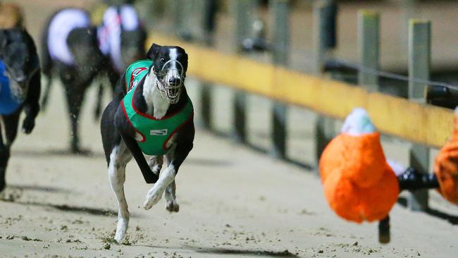 Greyhound dogs race at the Wentworth Park stadium in Sydney, Wednesday, July 13, 2016. Greyhound racing has returned to Sydney's Wentworth Park and other NSW tracks for the first time since the state government announced plans to ban it. Last week Premier Mike Baird announced plans to shut down the sport in NSW following a Special Commission of Inquiry report that found "chilling" evidence of systemic animal cruelty within the industry. (AAP Image/David Moir) NO ARCHIVING, EDITORIAL USE ONLY