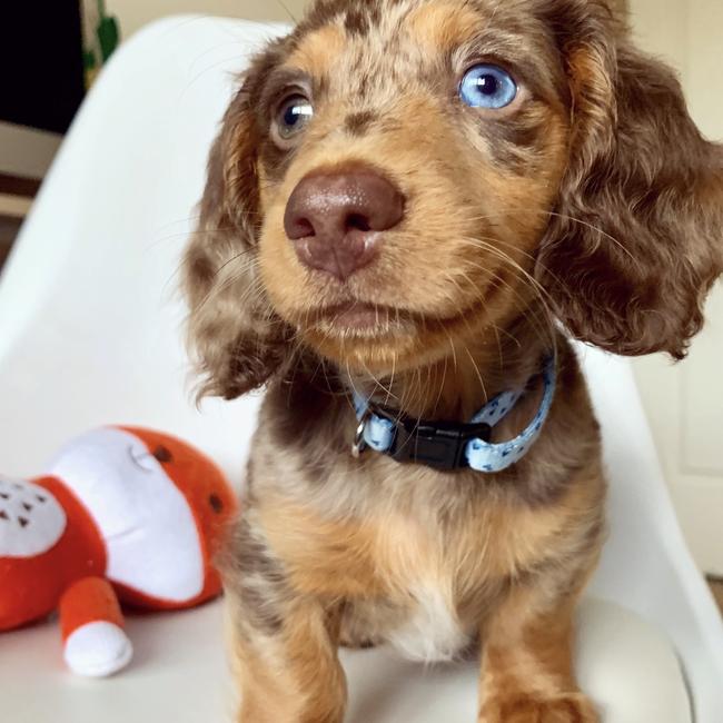 Peanut the longhair mini chocolate dapple dachshund.