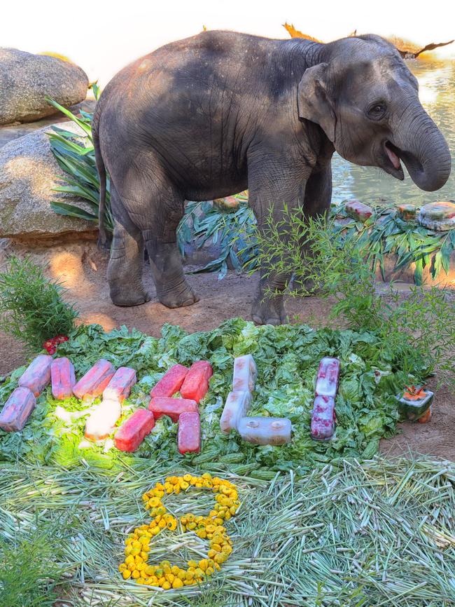 Mali enjoying her birthday treats. Picture: Alex Coppel