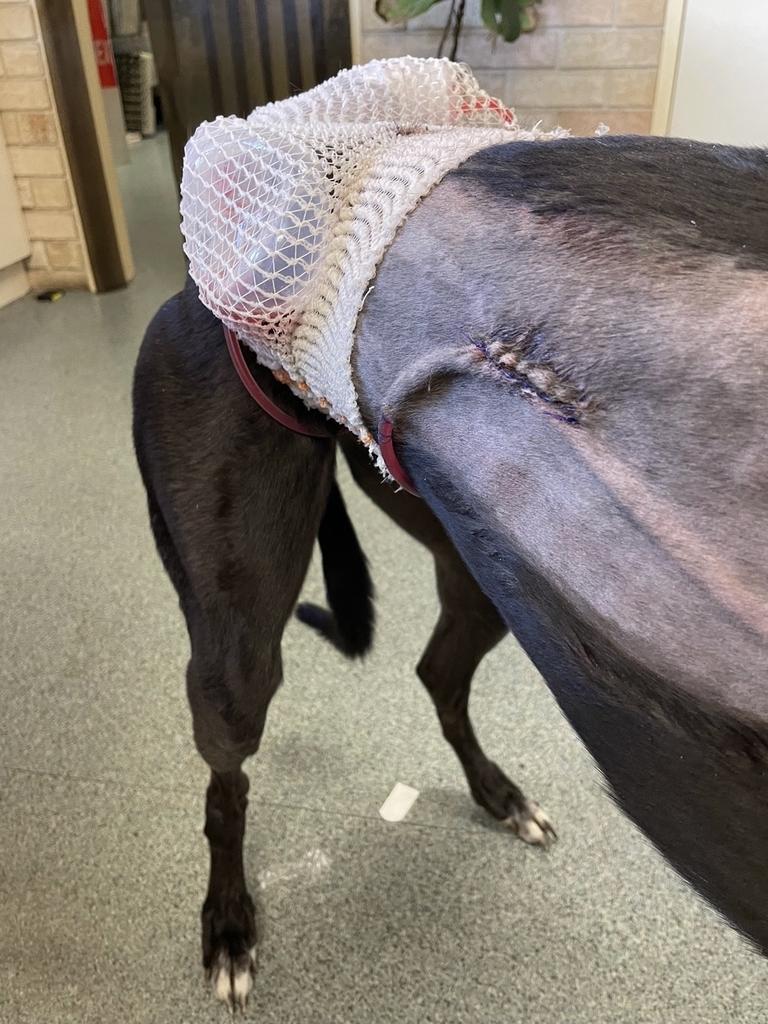 Diana Sargent's dog May was left seriously injured and traumatised after she was attacked by an off-leash dog in a public place.