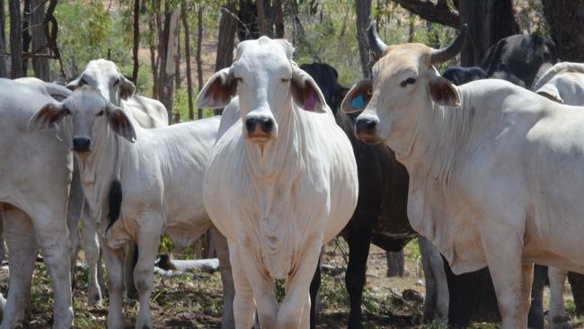 Brahman cattle have been included in the analysis.