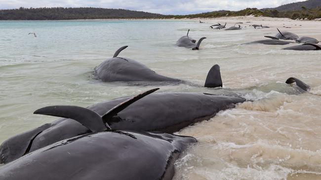 Local guide, photographer and conservationist Chris Theobald was confronted when he saw a pod of 30 pilot whales dead on Bryans Beach on the Freycinet Peninsula. Picture: Chris Theobald