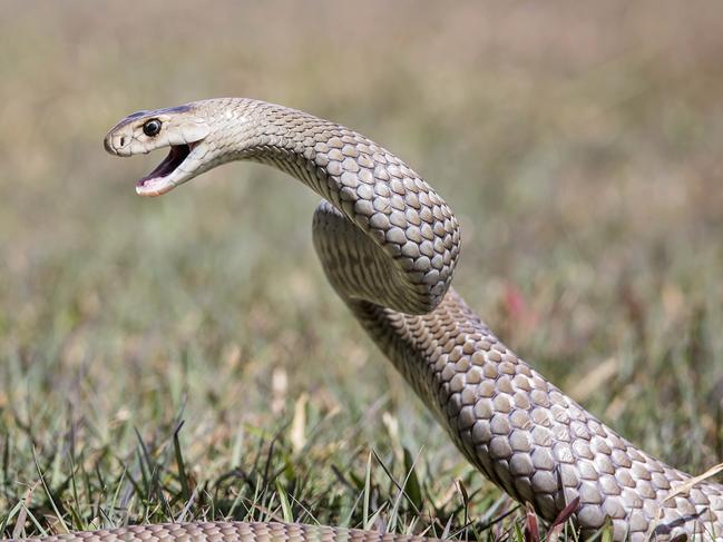 Steven McKewan from Reptile world brown snake.