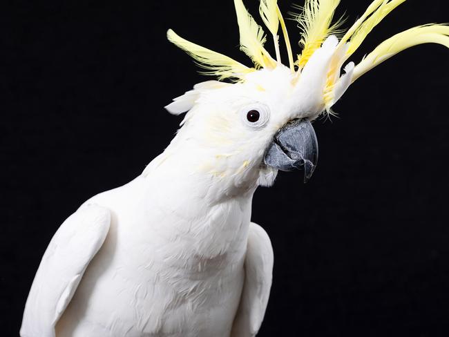 MELBOURNE, MARCH 14, 2024: Ollie the seventeen-year-old Sulphur-crested Cockatoo has had many homes, now happy at Mattys Sanctuary. Picture: Mark Stewart