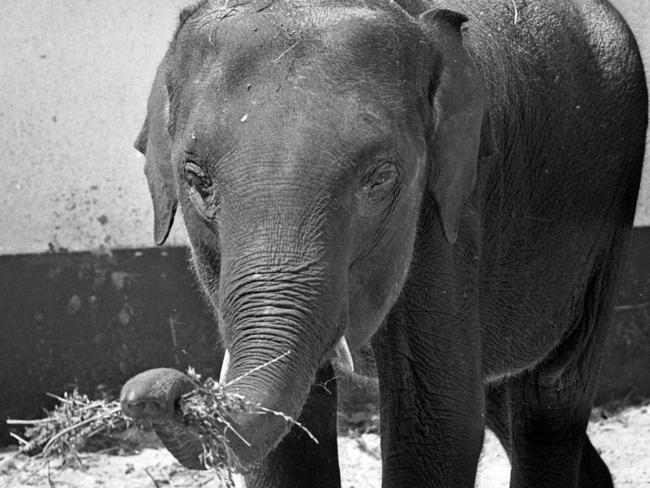 A young Bong Su, aged two, when he arrived at Melbourne Zoo in 1977.