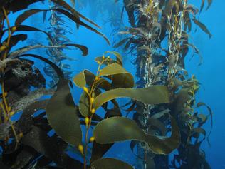 Citizen scientists can help kelp