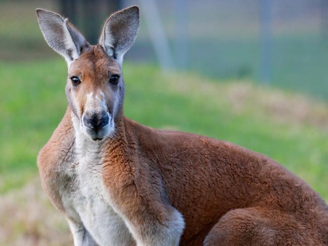 WENTWORTH COURIER/AAP.  Kangaroo inside Central Gardens in Merrylands. Merrylands, Monday 24 June, 2019. New sugar gliders now have a home in the newly built Nocturnal House inside Central Gardens. They will live alongside brush tail and ring tail possums. (AAP IMAGE / Angelo Velardo)