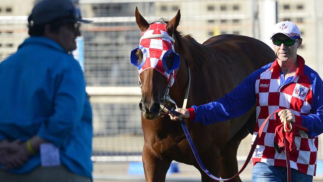 The Jeffrey Caught trained Pure Hawk won the Benchmark 65 Handicap (1400m) at Cluden Park. PICTURE: Matt Taylor.