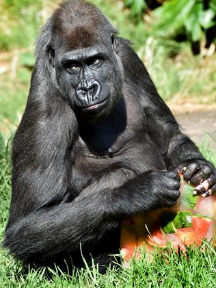 Mortality rate of 95 per cent ... Gorilla. Picture: Jay Town