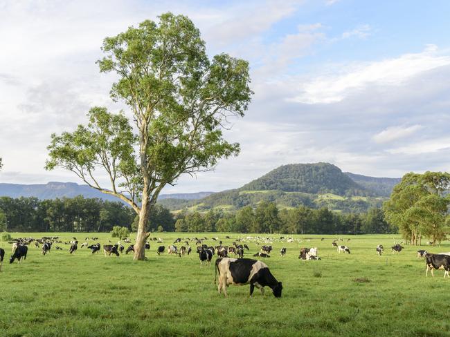 Dairy farmers are getting a new code. Picture: Istock