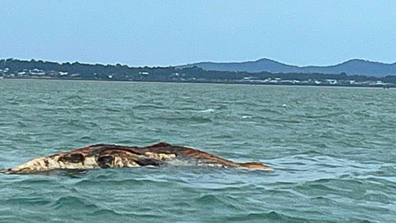 Swimmers, boaties warned as massive dead whale spotted off Redland Bay