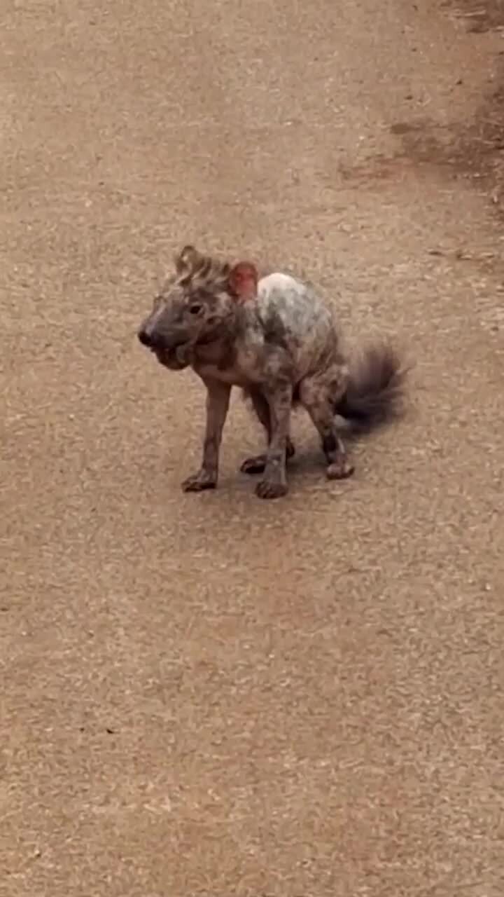 Shocking footage of a severely emaciated Tassie devil