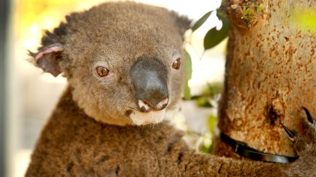 Bushfire victim Lake Innes Paul is making good progress with his recovery at the Port Macquarie Koala Hospital and is out of intensive care and into his own yard. Picture: Nathan Edwards