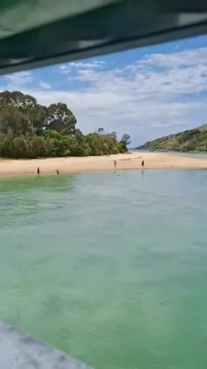 'Like old times': Beachgoers and pooches