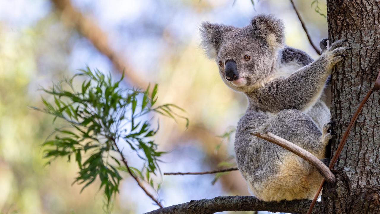 The 2024 Toowoomba Region Koala Count found 230 wild koalas across the local government area in November, an improvement in the population from the year prior. A koala at Geham. Photo: Jan Clewett