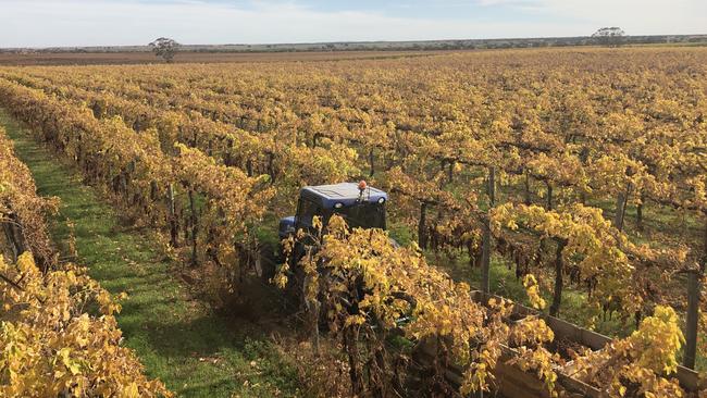 Murray River Organics intends to outsource the processing of dried vine fruit. Picture: Supplied