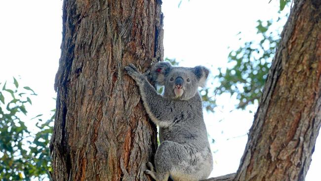 Flossie the koala happy to be released at her new home in Rous Mill.Photo Cathy Adams / The Northern Star. Picture: Cathy Adams