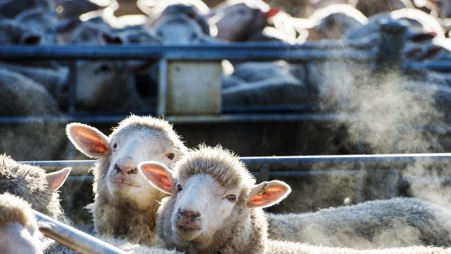 Trade lambs 24-26kg carcass weigh averaged more than 900c/kg carcass weight at Wagga Wagga this week.