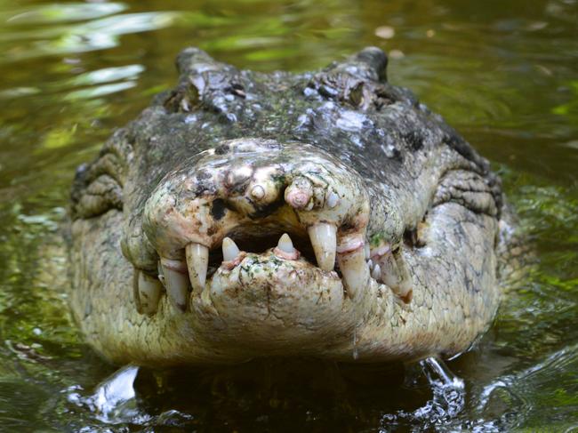 A salt water crocodile, also called a saltie or estuarine crocodile, shows its teeth in Queensland, Australia. Picture: iStock.