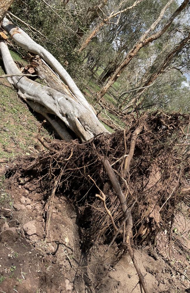 The storm was so powerful, centuries-old trees were plucked from the ground by their roots. Photo: Ashleigh Jensen